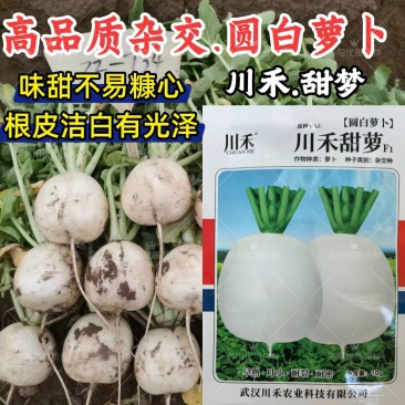 甜萝圆白萝卜种子川禾甜脆早熟白皮白肉秋播70天大白圆萝卜