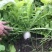 甜萝圆白萝卜种子川禾甜脆早熟白皮白肉秋播70天大白圆萝卜