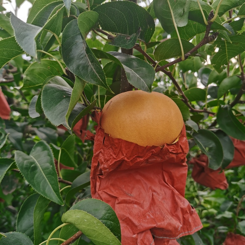 圆黄梨