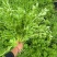 香芹
