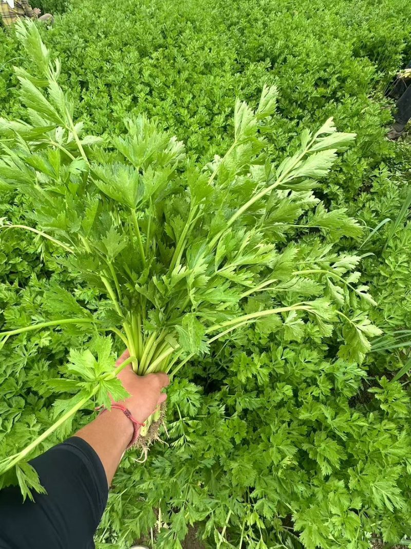 香芹