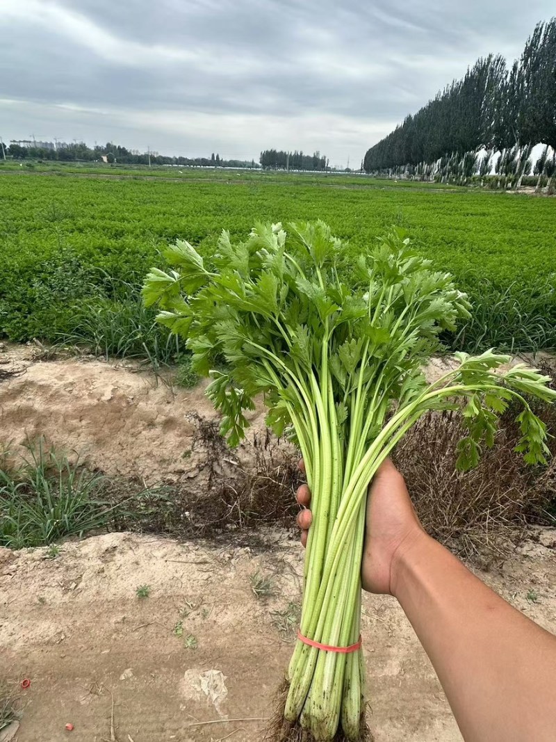 香芹