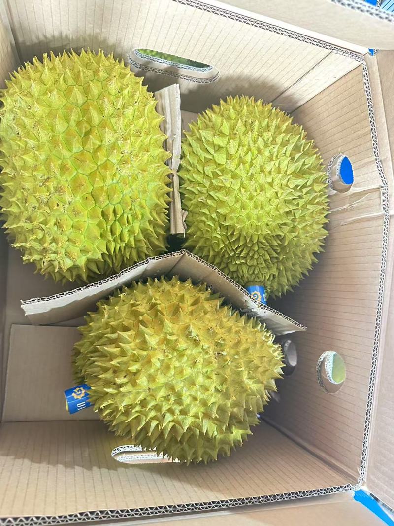 金枕榴莲AAAA货非常漂亮