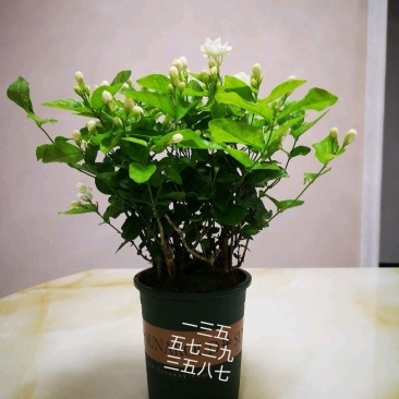 重瓣茉莉花盆栽原土原盆自家苗场种植户**
