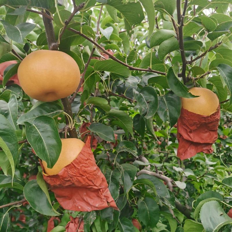 圆黄梨