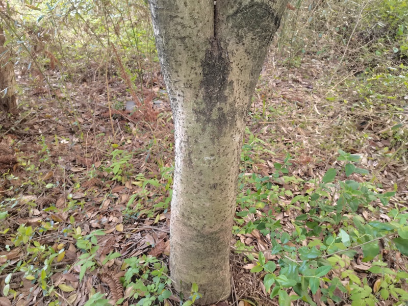 出售各种规格的桂花树10年以上的，20公分粗，5-10公