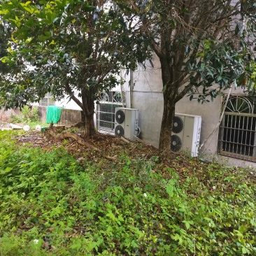 出售各种规格的桂花树10年以上的，20公分粗，5-10公