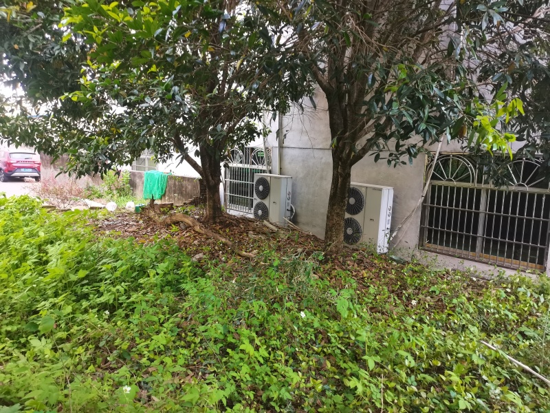出售各种规格的桂花树10年以上的，20公分粗，5-10公
