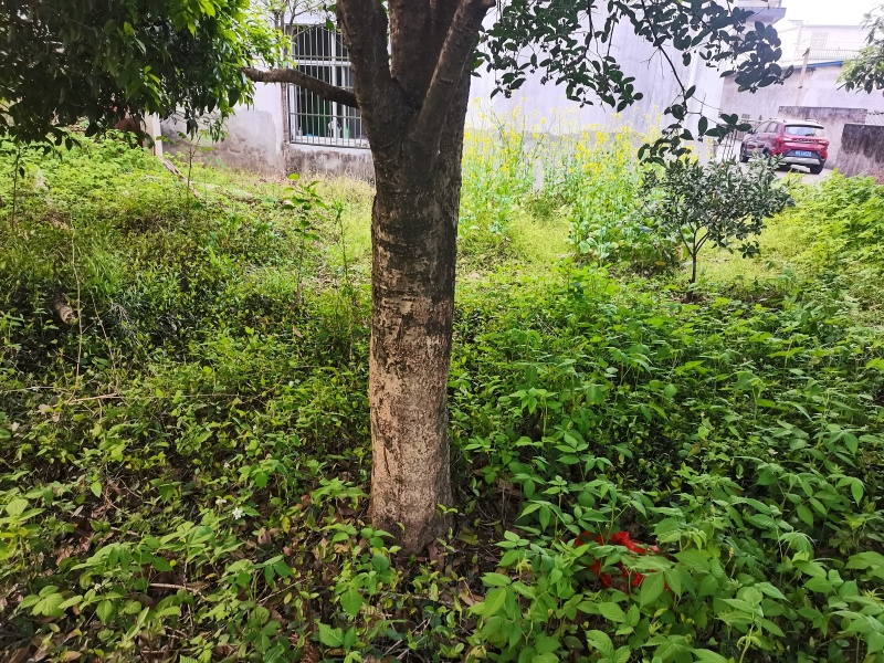 出售各种规格的桂花树10年以上的，20公分粗，5-10公
