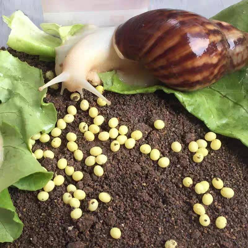 《下蛋蜗牛种苗》白玉蜗牛种苗/基地直发/包活提供技术指导