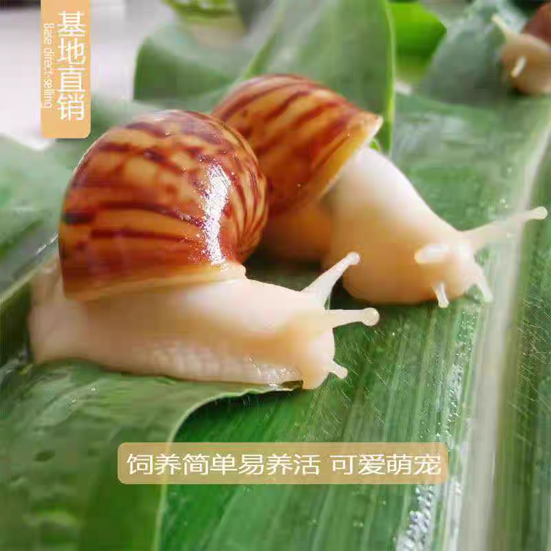 《下蛋蜗牛种苗》白玉蜗牛种苗/基地直发/包活提供技术指导