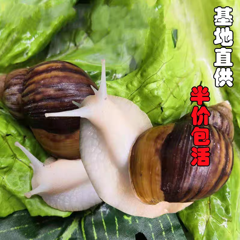 《下蛋蜗牛种苗》白玉蜗牛种苗/基地直发/包活提供技术指导