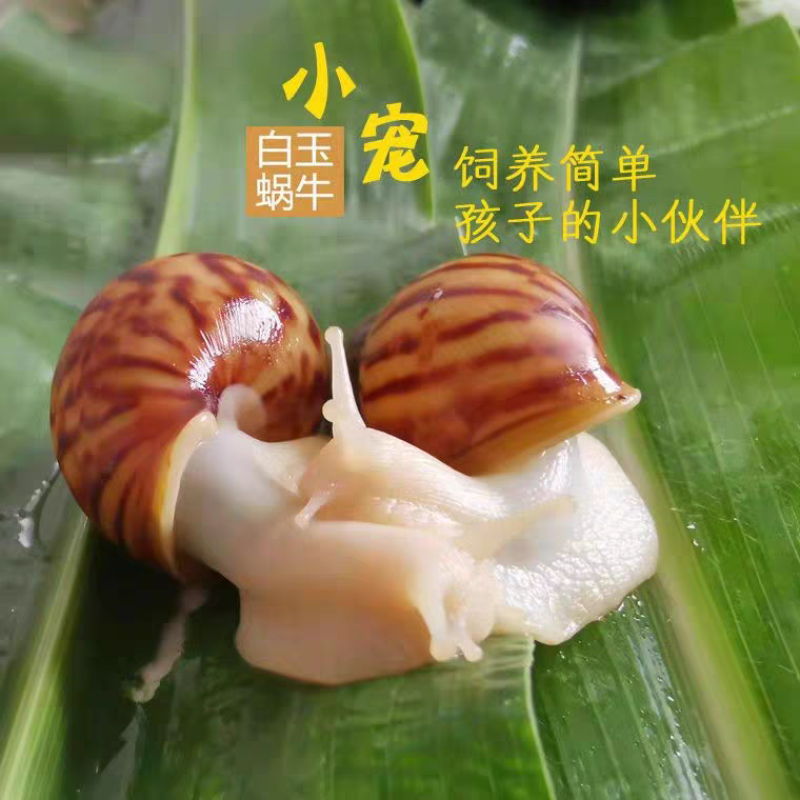 《下蛋蜗牛种苗》白玉蜗牛种苗/基地直发/包活提供技术指导