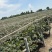 无籽巨峰，颗粒均匀，味道巴适，皮薄肉厚