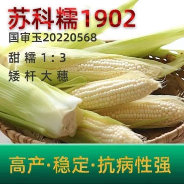 玉米苏科糯1902甜糯早熟矮杆大穗甜糯玉米种子产地直发