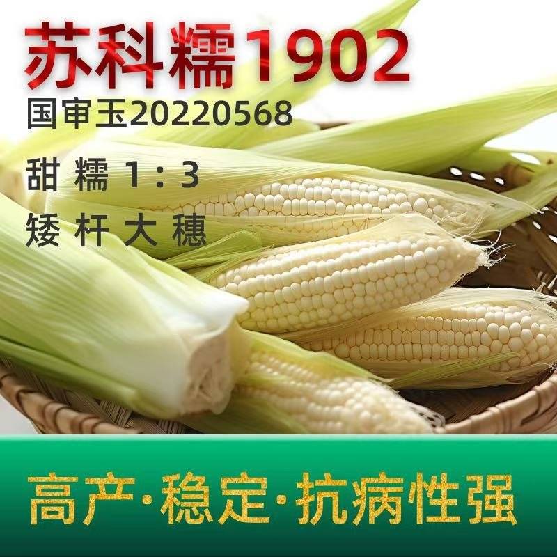 玉米苏科糯1902甜糯早熟矮杆大穗甜糯玉米种子产地直发