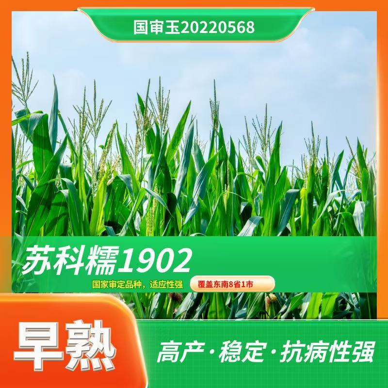 玉米苏科糯1902甜糯早熟矮杆大穗甜糯玉米种子产地直发