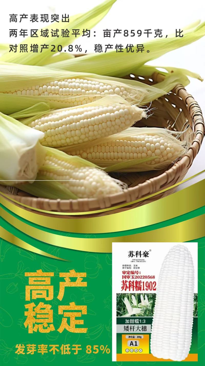 玉米苏科糯1902甜糯早熟矮杆大穗甜糯玉米种子产地直发