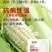 玉米苏科糯1902甜糯早熟矮杆大穗甜糯玉米种子产地直发
