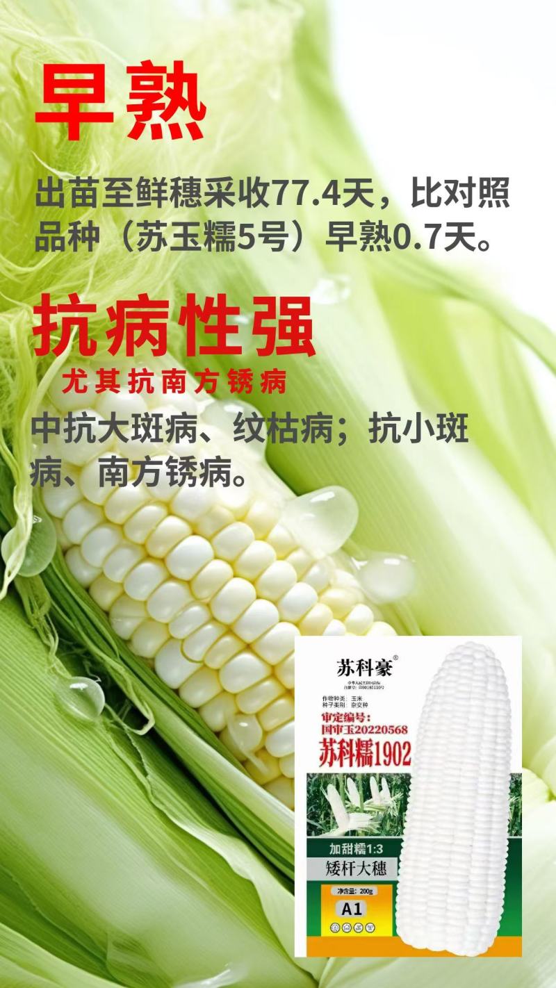 玉米苏科糯1902甜糯早熟矮杆大穗甜糯玉米种子产地直发