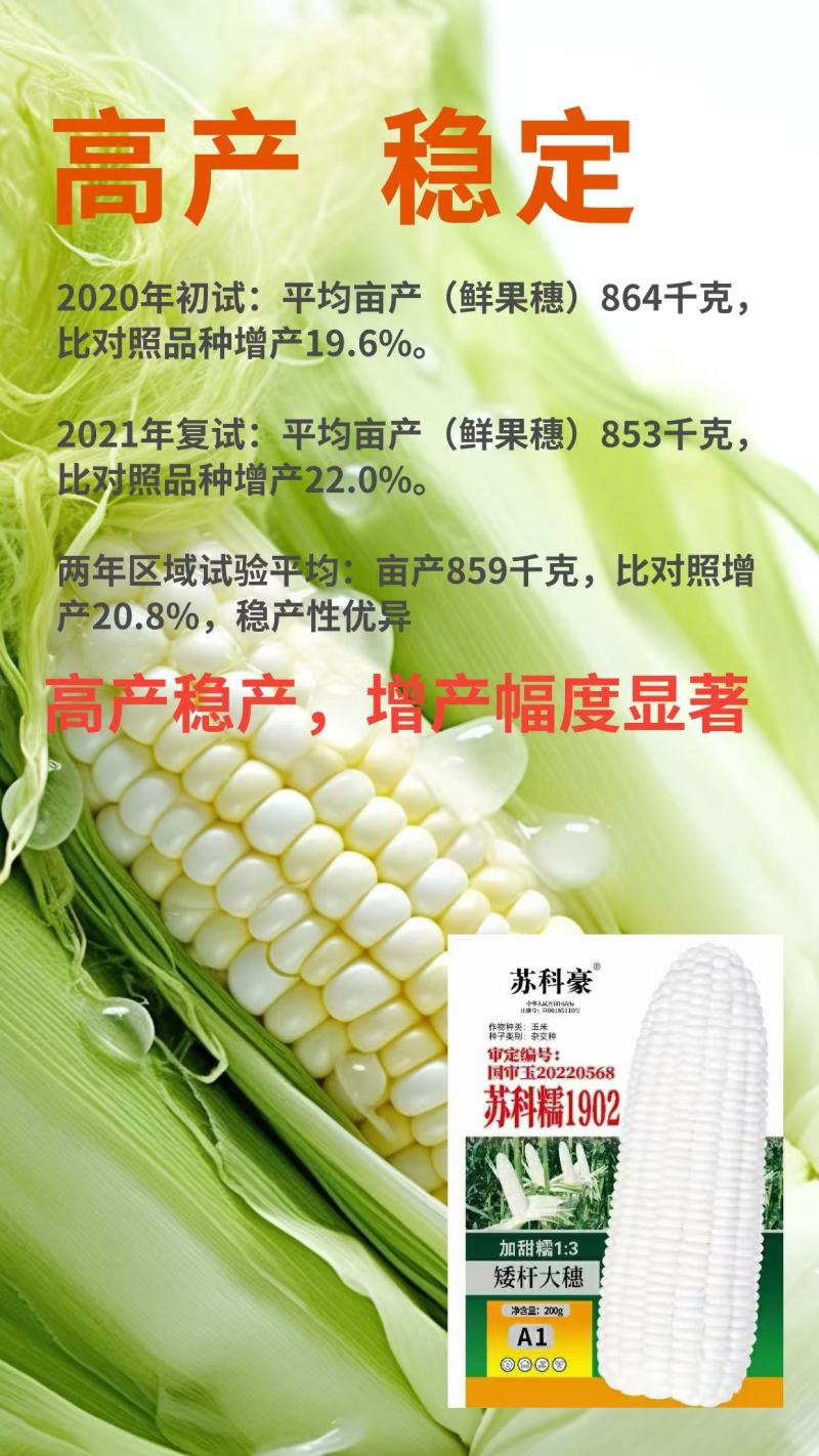 玉米苏科糯1902甜糯早熟矮杆大穗甜糯玉米种子产地直发