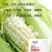 玉米苏科糯1902甜糯早熟矮杆大穗甜糯玉米种子产地直发