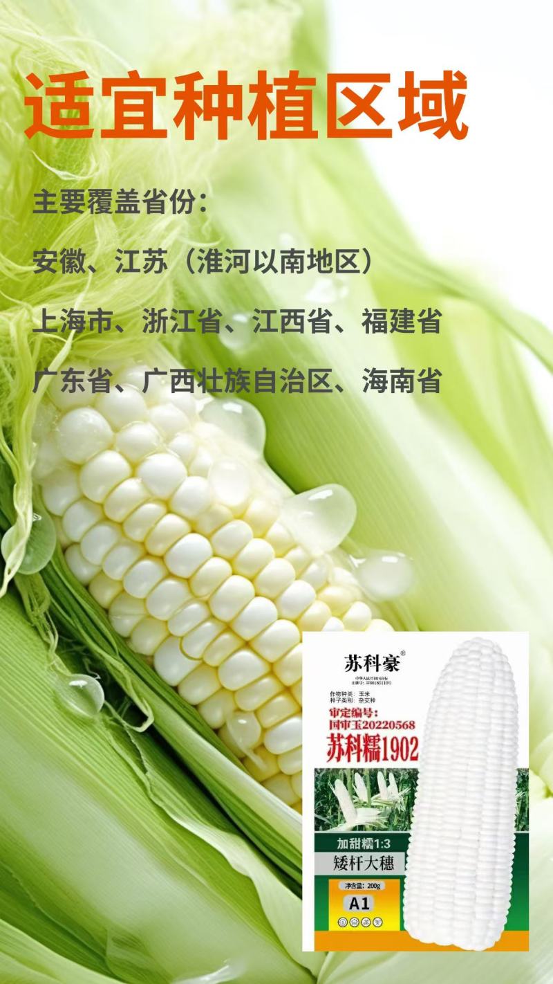 玉米苏科糯1902甜糯早熟矮杆大穗甜糯玉米种子产地直发