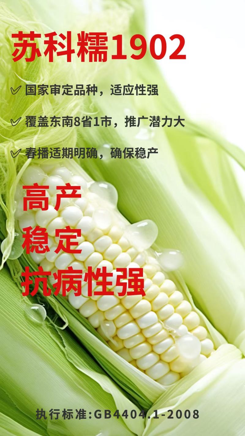 玉米苏科糯1902甜糯早熟矮杆大穗甜糯玉米种子产地直发