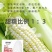 玉米苏科糯1902甜糯早熟矮杆大穗甜糯玉米种子产地直发