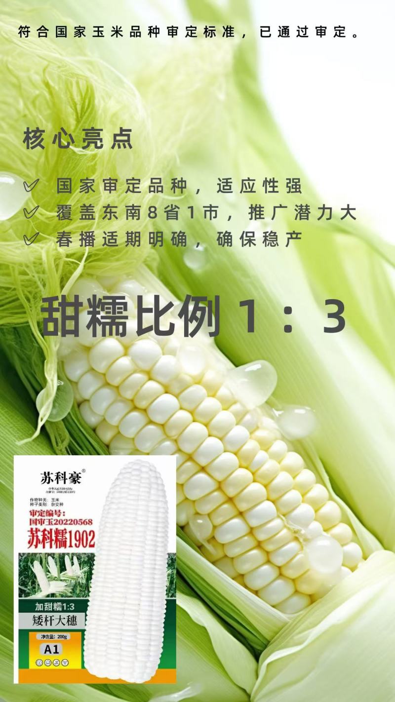 玉米苏科糯1902甜糯早熟矮杆大穗甜糯玉米种子产地直发