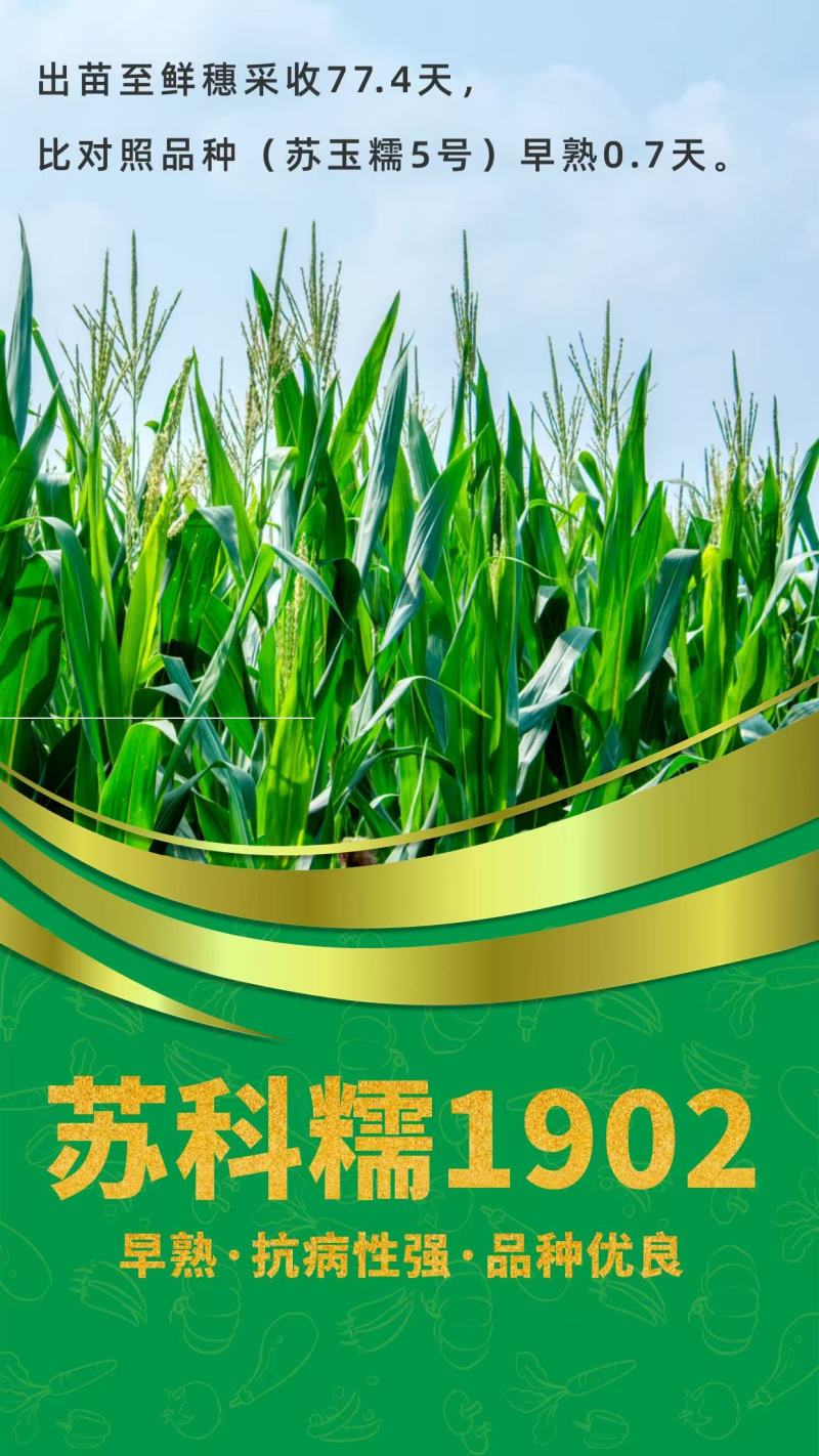 玉米苏科糯1902甜糯早熟矮杆大穗甜糯玉米种子产地直发