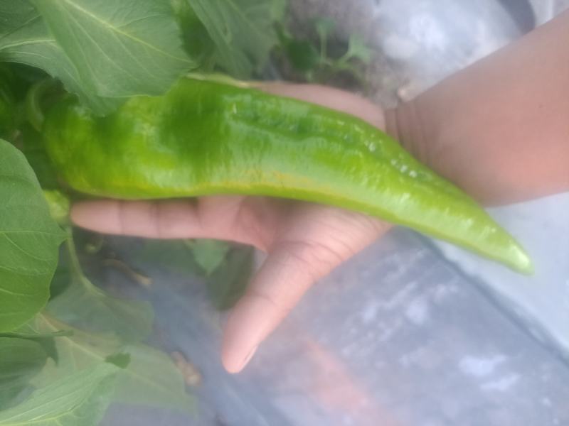 绿皮牛角椒