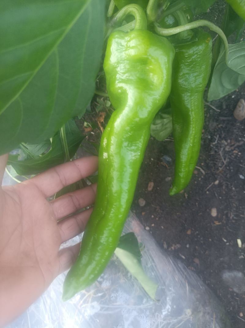 绿皮牛角椒