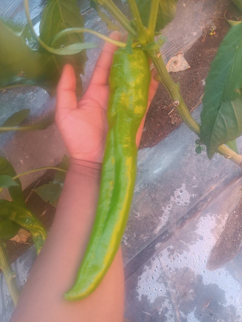 绿皮牛角椒