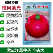 郑研种苗横冈紫光紫皮洋葱种子圆扁型葱种子紫红皮洋葱种籽