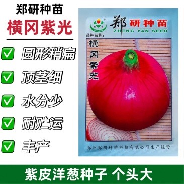 郑研种苗横冈紫光紫皮洋葱种子圆扁型葱种子紫红皮洋葱种籽