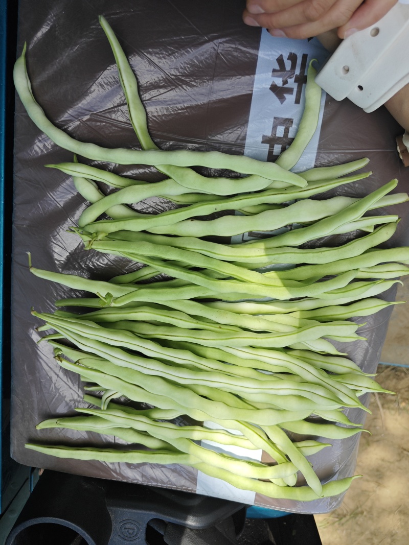 山西灵丘白无丝大量上市支持打包全国代收代发