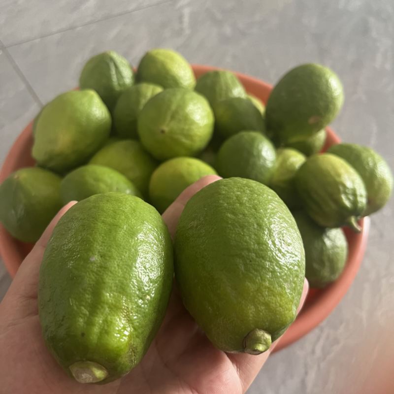 广东香水柠檬