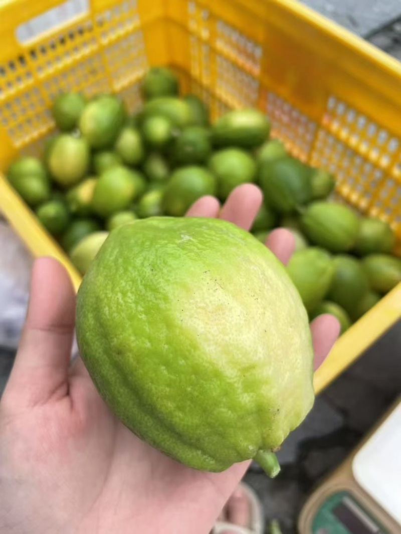 广东香水柠檬