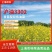 油菜种子，黑籽，厂家直发，一手货源，量大优惠，欢迎合作