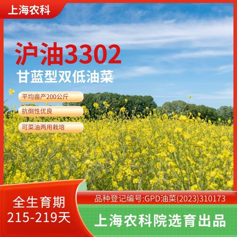 油菜种子，黑籽，厂家直发，一手货源，量大优惠，欢迎合作