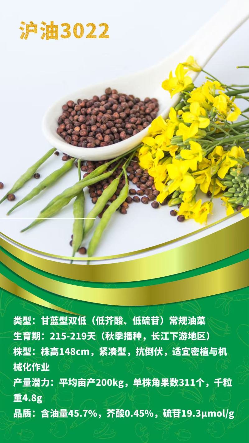 油菜种子，黑籽，厂家直发，一手货源，量大优惠，欢迎合作