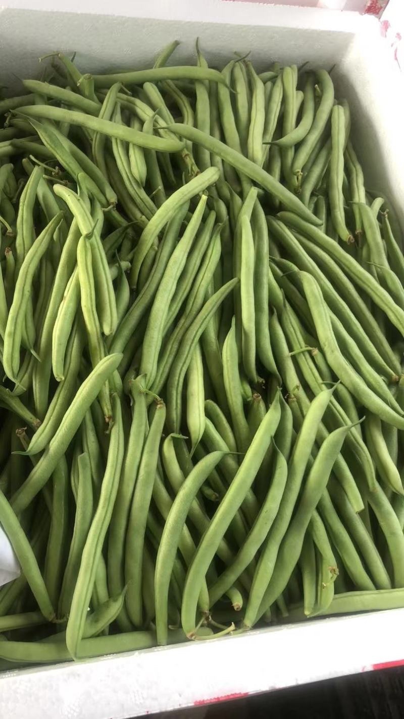云南小金豆四季豆一手货源产地直发对接市场电商欢迎☎️