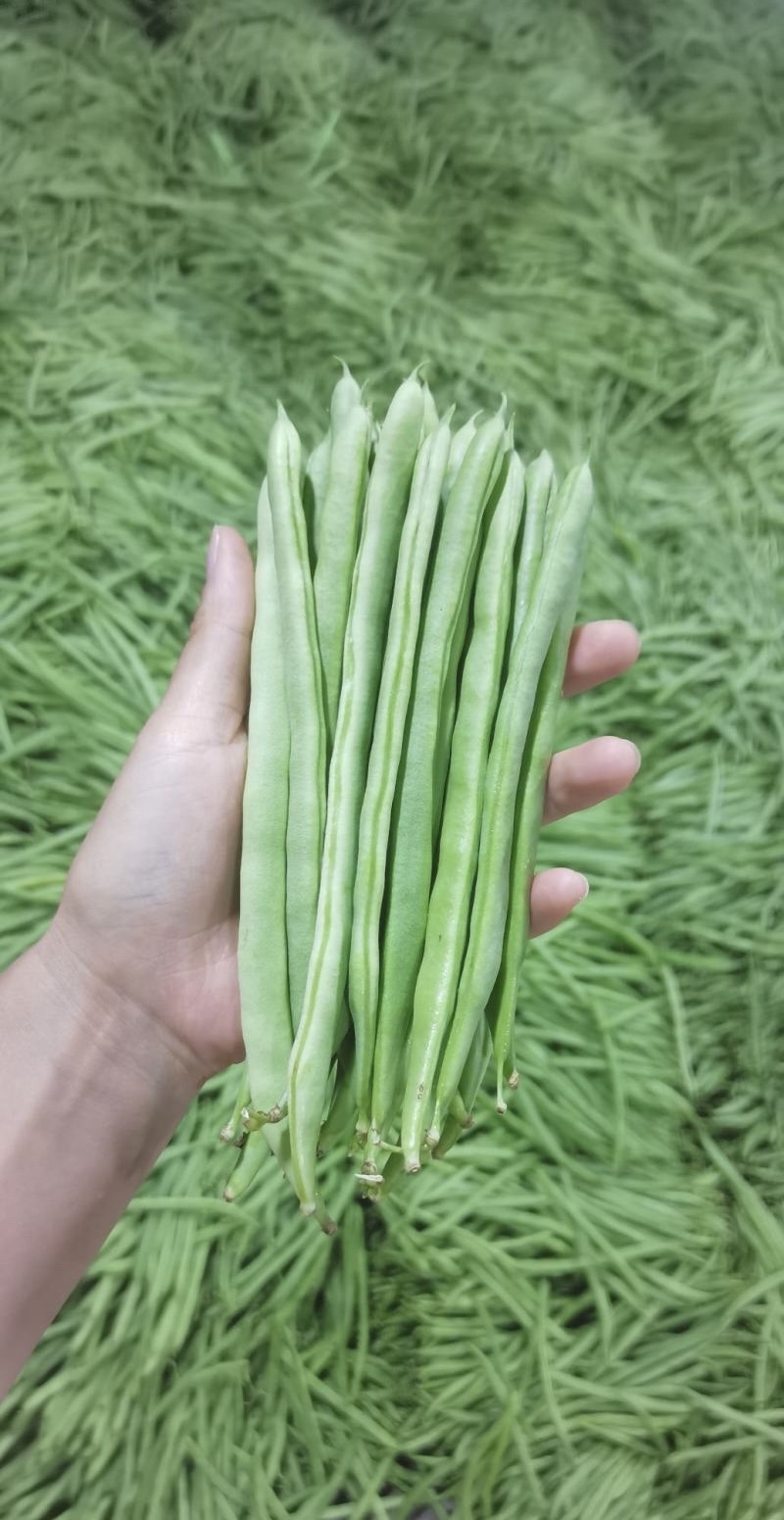 云南小金豆四季豆一手货源产地直发对接市场电商欢迎☎️