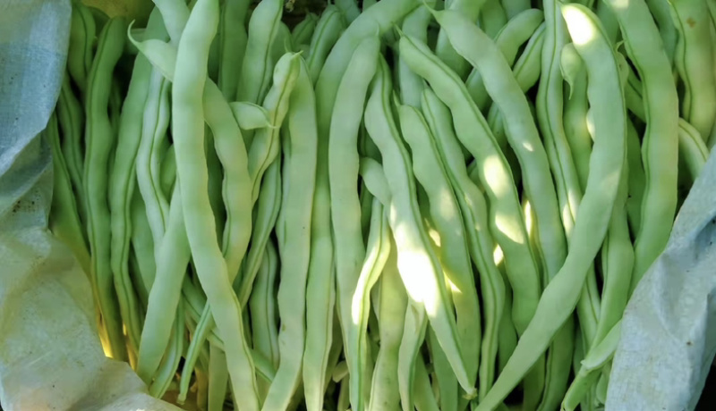 云南小金豆四季豆一手货源产地直发对接市场电商欢迎☎️
