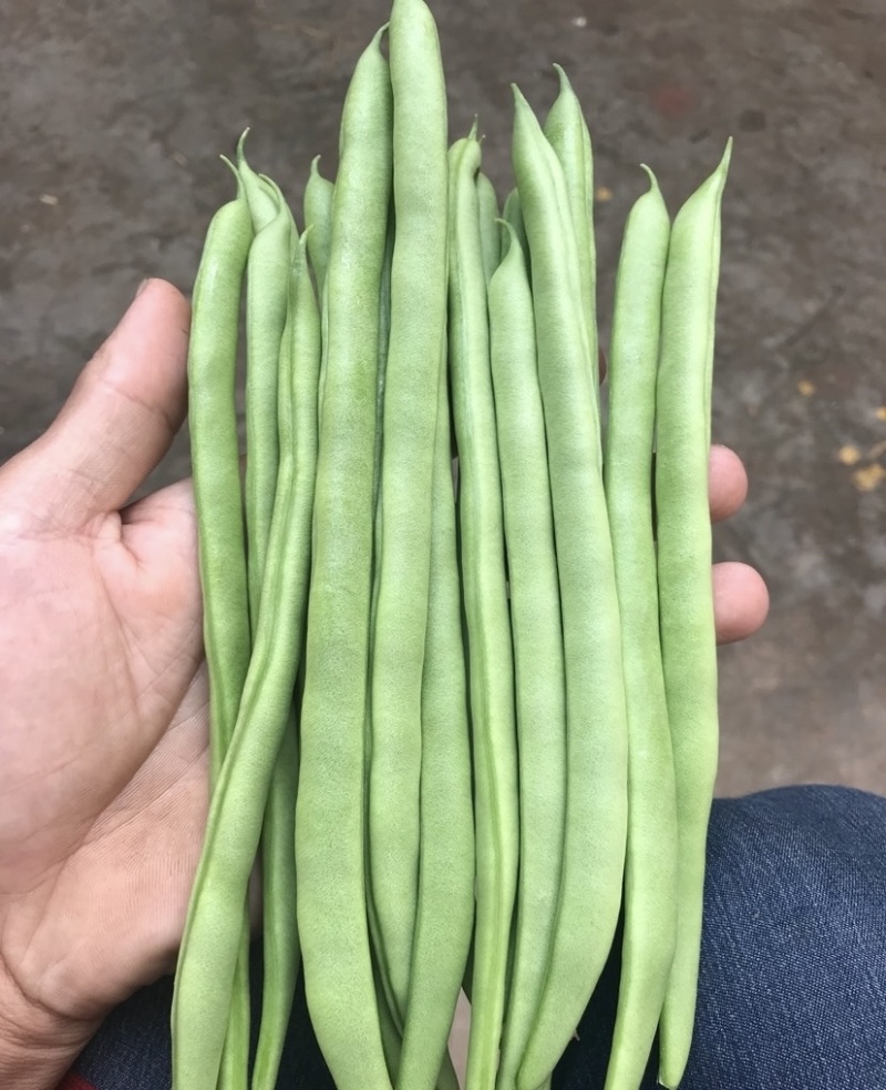 云南小金豆四季豆一手货源产地直发对接市场电商欢迎☎️