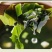 山东水产精品裙带菜新鲜水产货大量现货一手货源