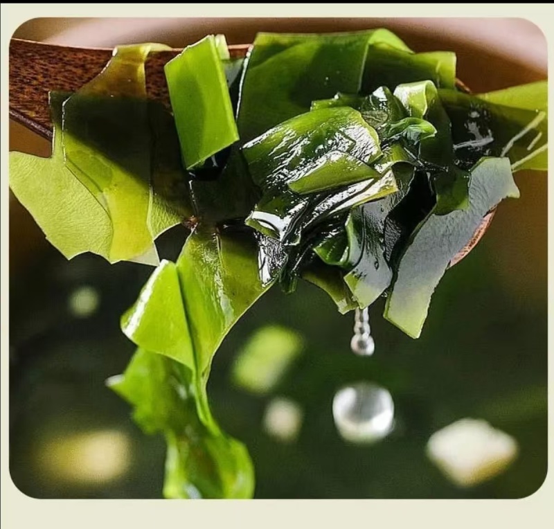 山东水产精品裙带菜新鲜水产货大量现货一手货源