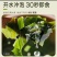 山东水产精品裙带菜新鲜水产货大量现货一手货源