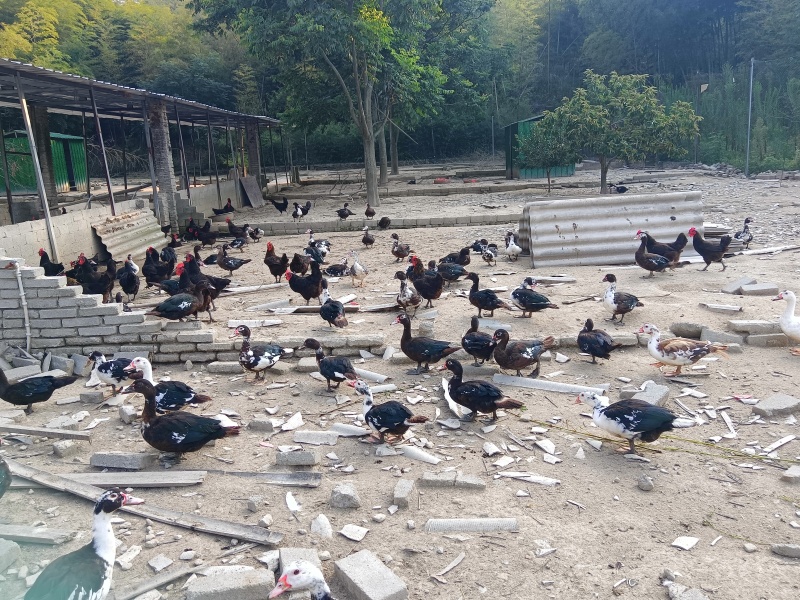 土番鸭-纯露天散养-五谷杂粮喂养10个月以上